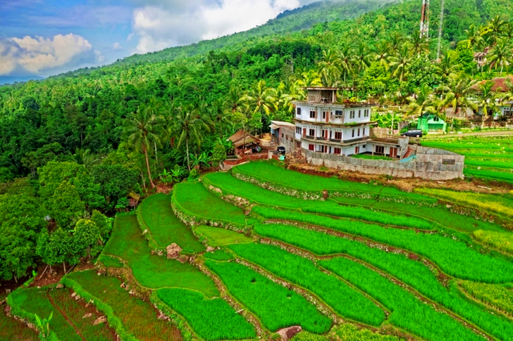 زاوية عالية للمنزل محاط بالأشجار