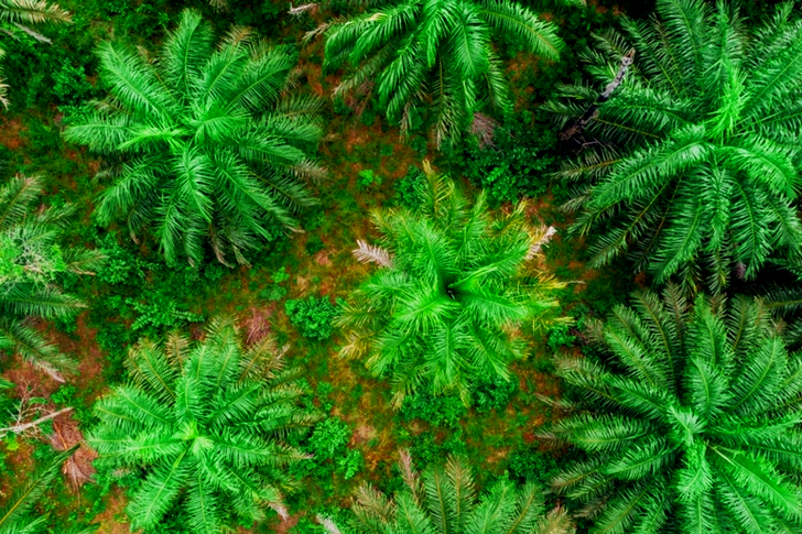 From Above The Canopy Of Palm Trees