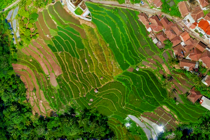 Aerial View of Green Trees