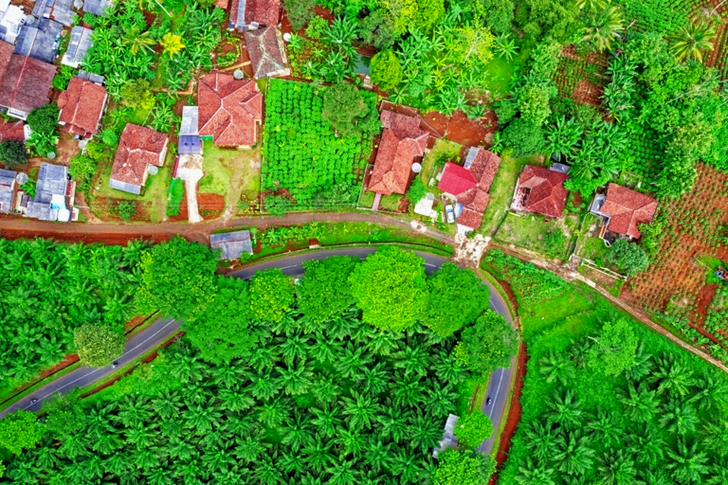 Areal View of Green Trees