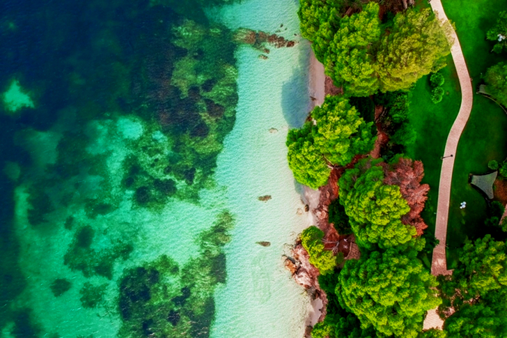 Aerial Beach With Trees