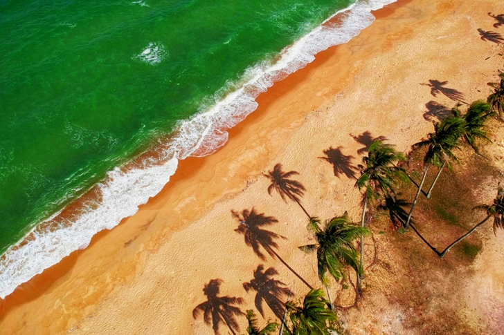Aerial Beige With Coconut Trees