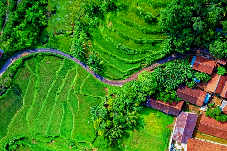 Aerial Of Rice Terraces