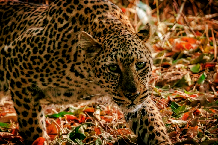 Shallow Focus Of Leopard
