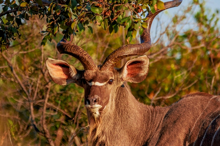 Selective Focus of Brown Antler