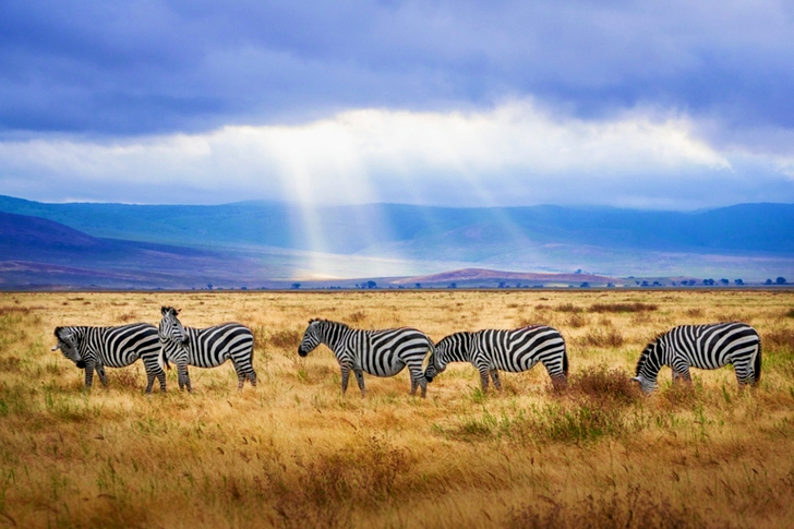 Five Zebra Grazing on Grass Field