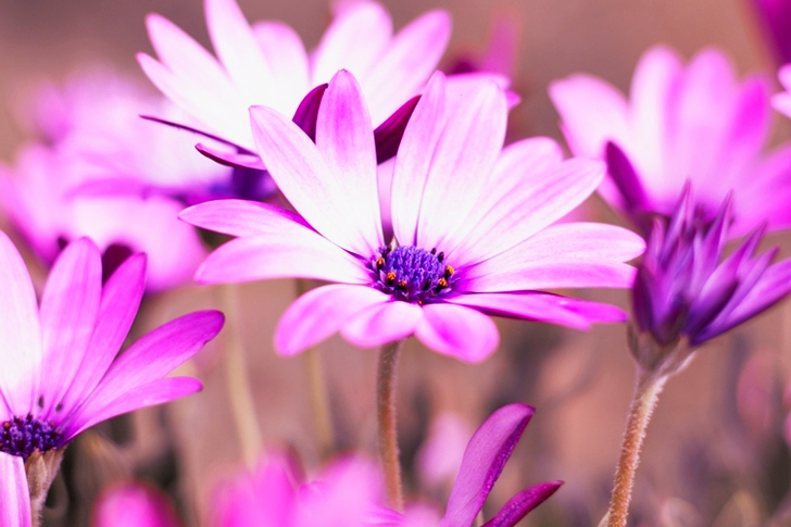 Selective Purple Daisy Flowers