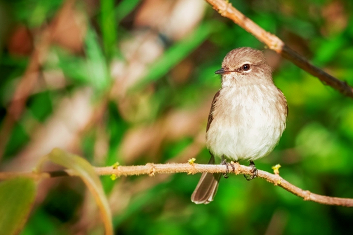 Bird Perched On Branch