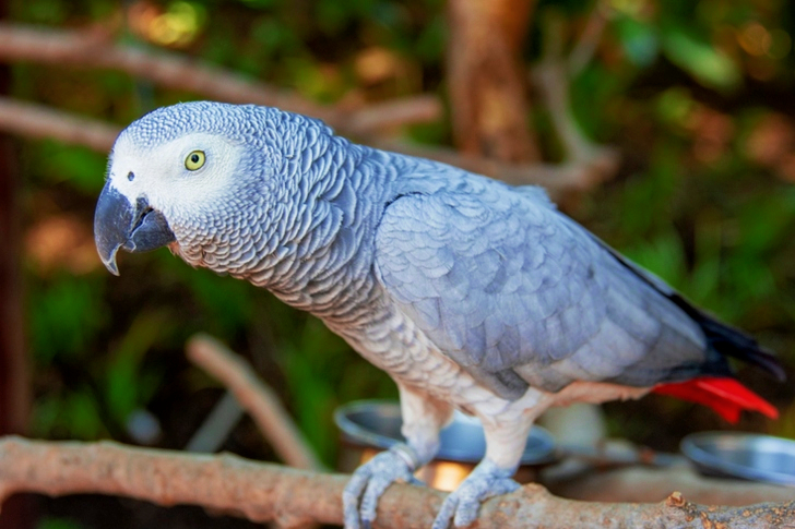 Grey Parrot Perched On Branch