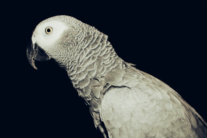 横向きのヨウム