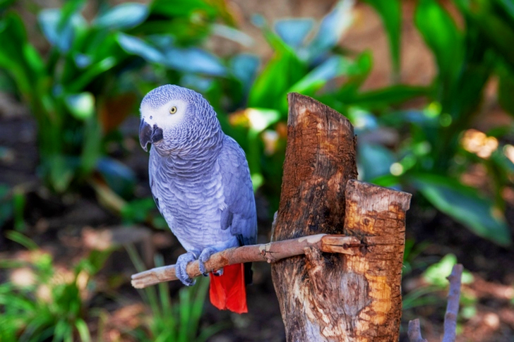 Selective Focus Of African Grey Parrot Perched On Branch