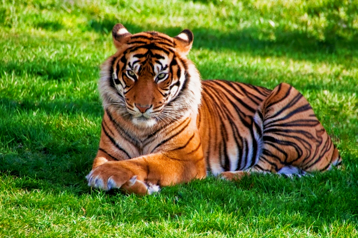 Tijger liggend op groen gras