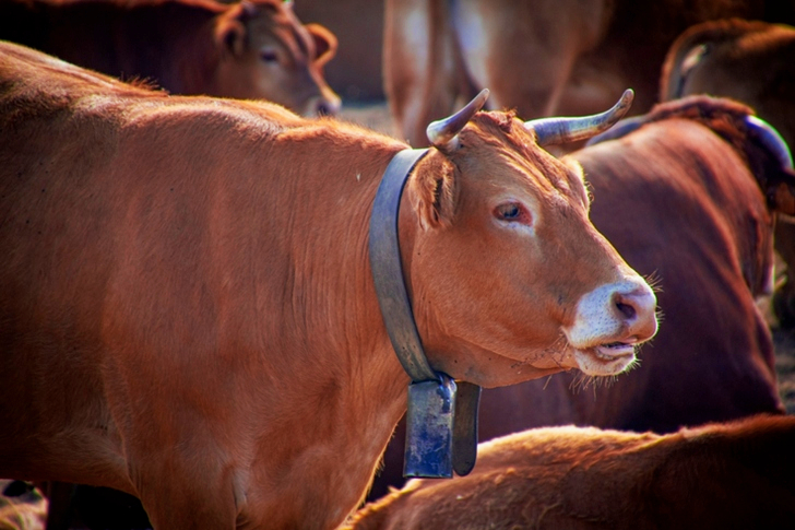 Brown Cattle
