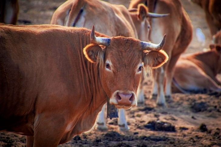 Brown Cattle