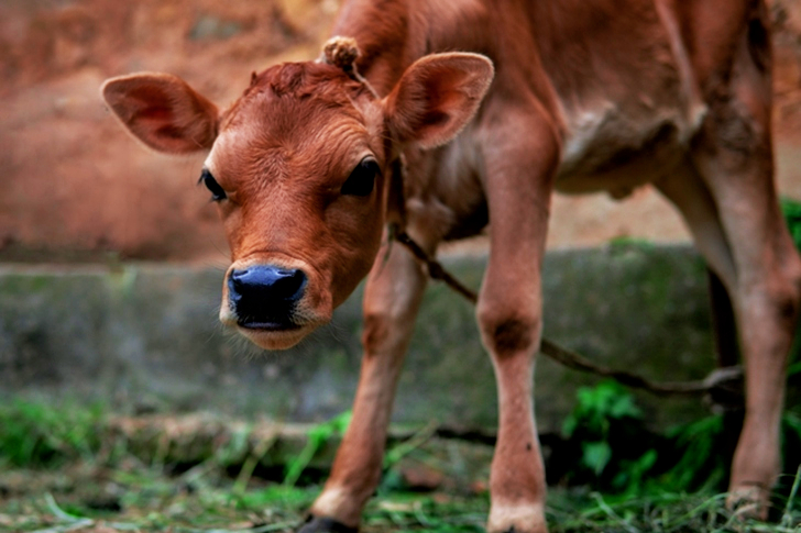 Close-up of Brown Cattle