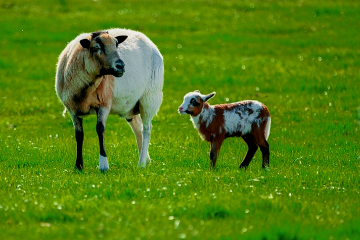 White Sheep and Brown Lamb in Green Lawn Grasses