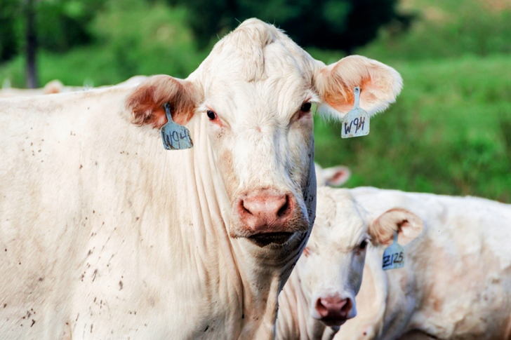 Two White Cattle With Tags