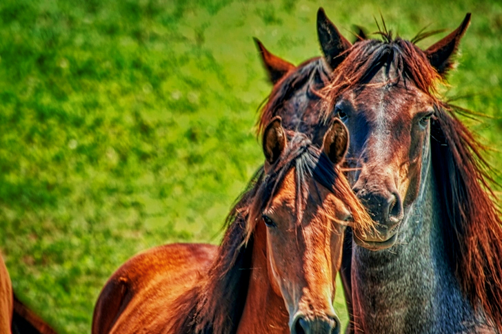 Brown and Black Horses