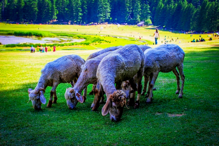 Herd Of Sheep Eating Grass During Day