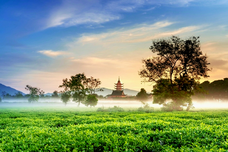 Green-leafed Trees Under White and Blue Sky