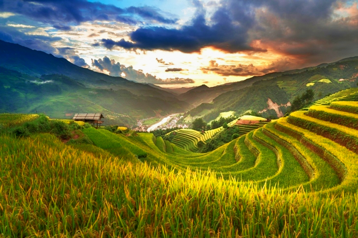 Green Rice Field