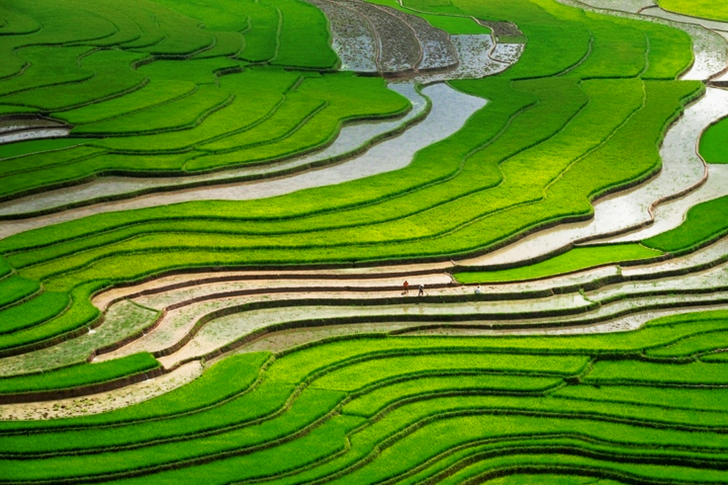 Green Rice Terraces