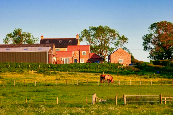 Brown Horse Near House