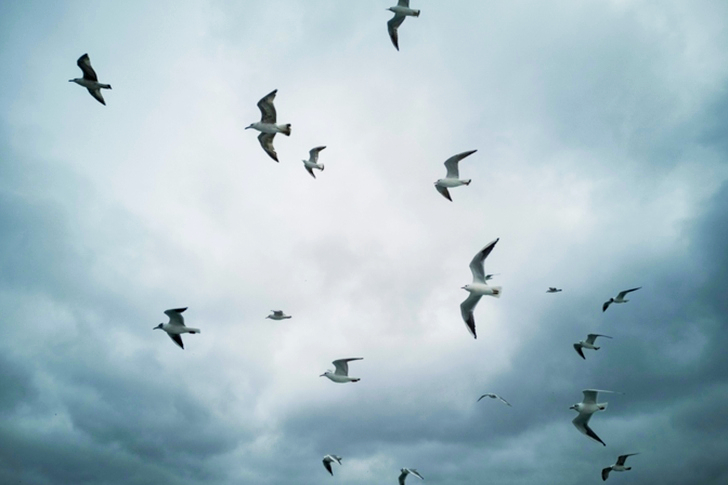 Flock of White Seagulls in the Sky