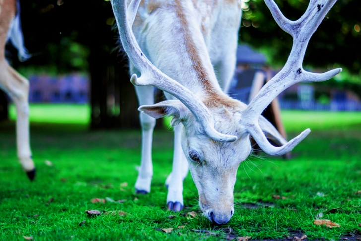 Deer Eating Grass