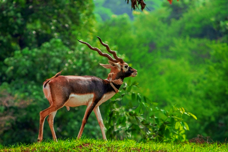 Brown and White Deer on Green Grass