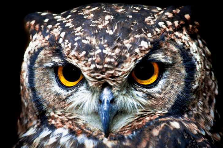 Close Up of Owl