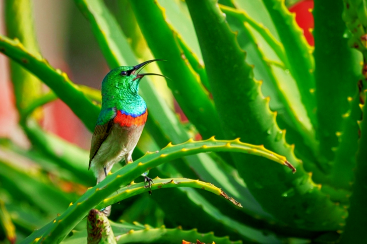 طائر أخضر ورمادي يقف على نبات الصبار
