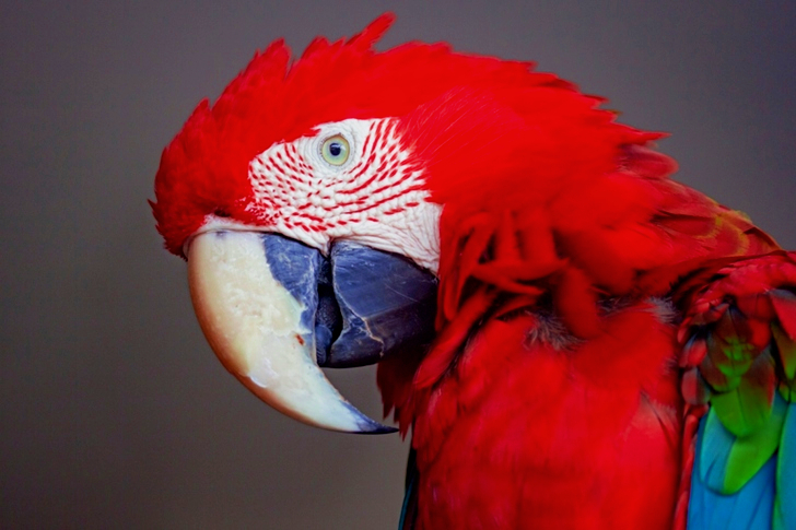 Red, Blue, and Green Parrot