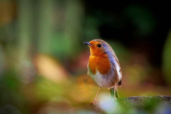 Selective Focus of Yellow, White, and Brown Bird