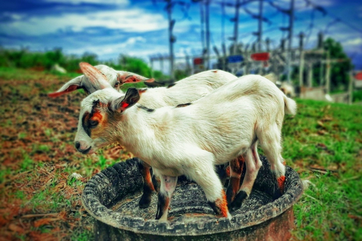 Two White Goats Near Green Grass Field
