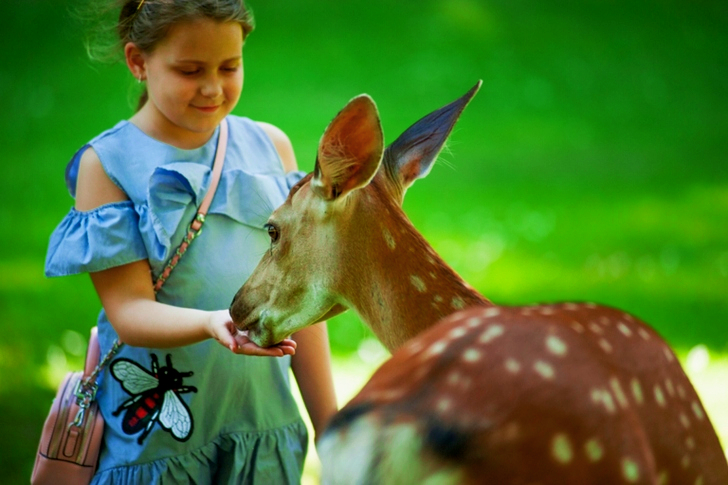アンテロープに餌をやる子供