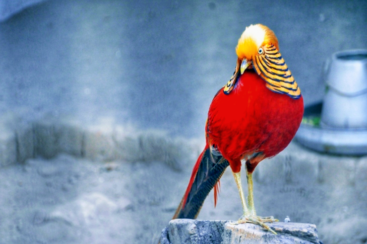 Red and Brown Bird Standing on Grey Wood Stump