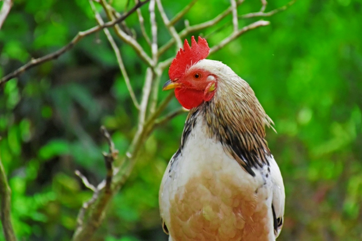 لقطة مقربة للديك الأبيض