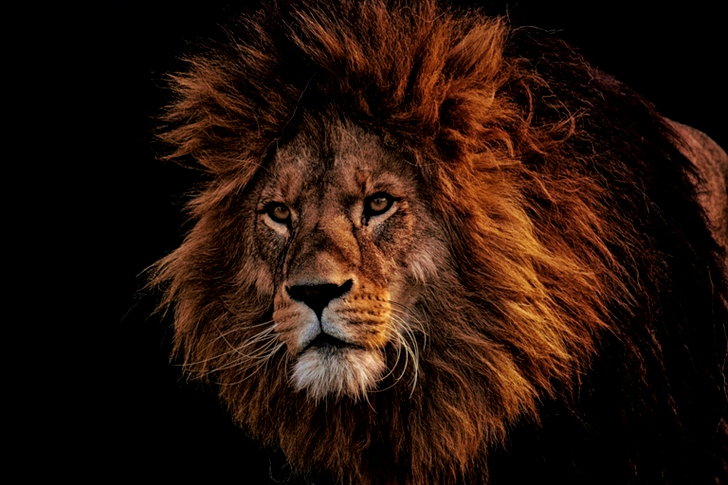 Brown Lion