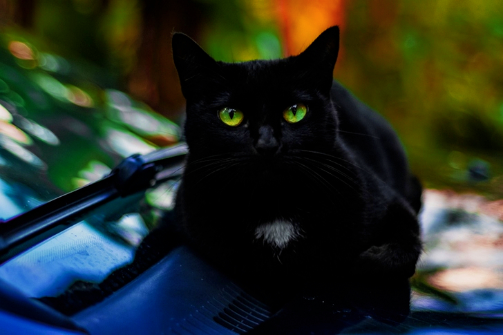 Close-Up of Black Cat