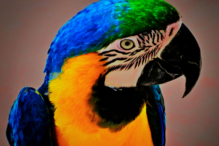 Close-up of a blue and yellow macaw parrot