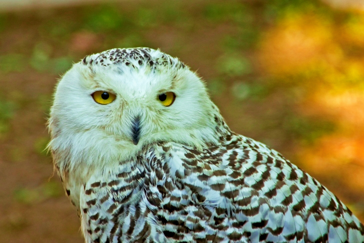 White and Black Owl Close-up