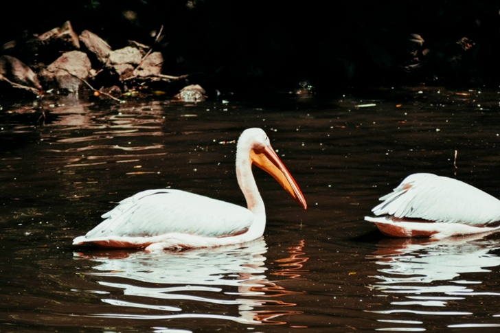 White Pelican on Water
