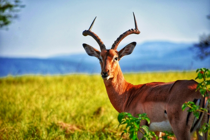 Brown Deer on Green Grass Field
