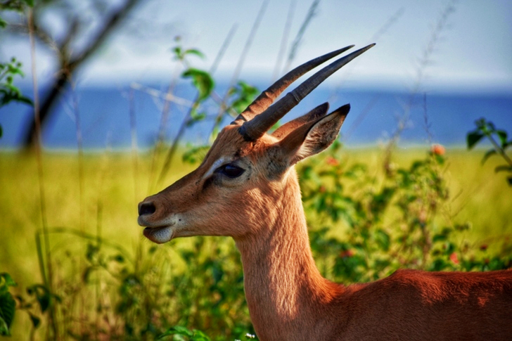 Selective Focus of Brown Antelope