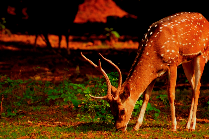 Close-Up of Deer Eating Grass