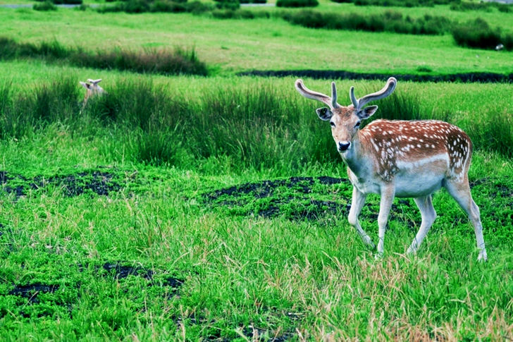 Brown Deer On Grass Field