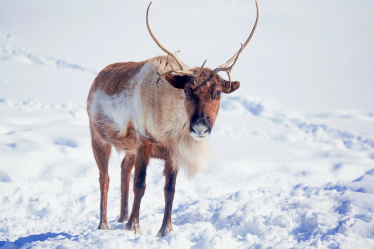 Reindeer on Snow
