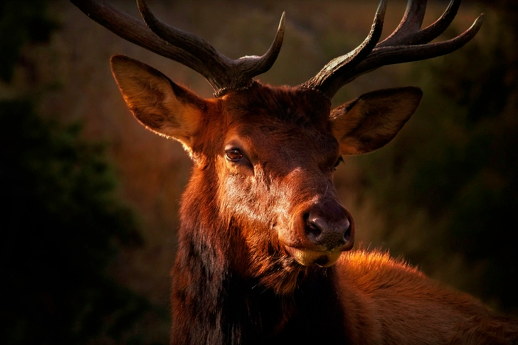 Wild Animal in Nature