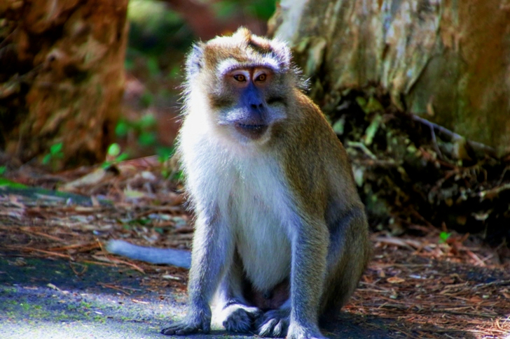 Brown and White Monkey